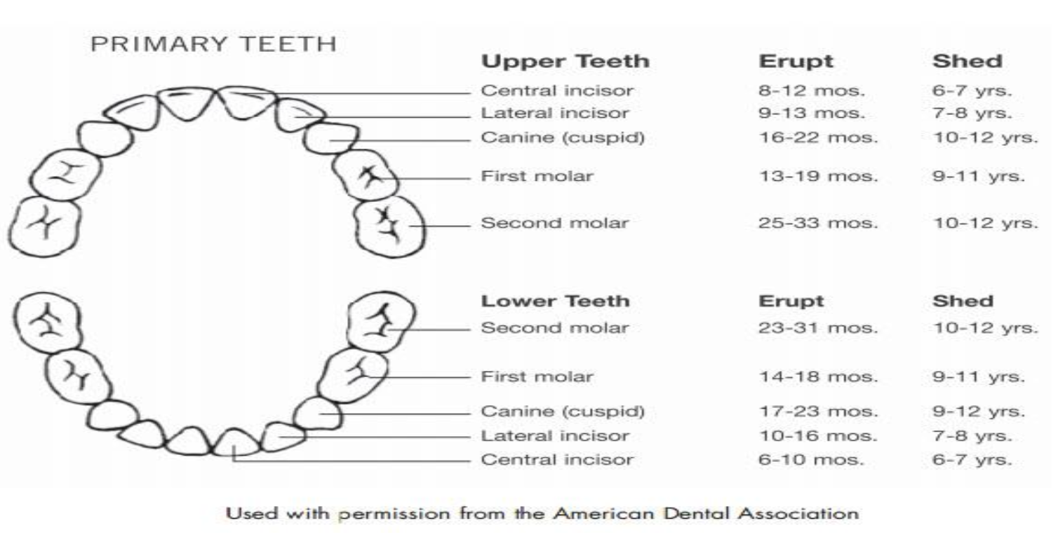 primary-teeth-mamaspharmacy